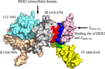 Advances in the Application of Radionuclide-Labeled HER2 Affibody for the Diagnosis and Treatment of Ovarian Cancer